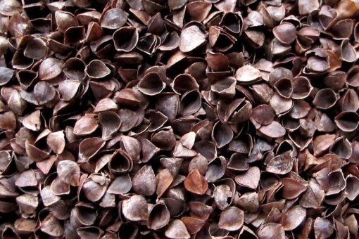 Buckwheat Hulls