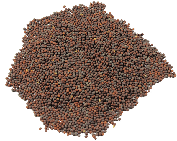 Brown Mustard